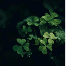 shamrock