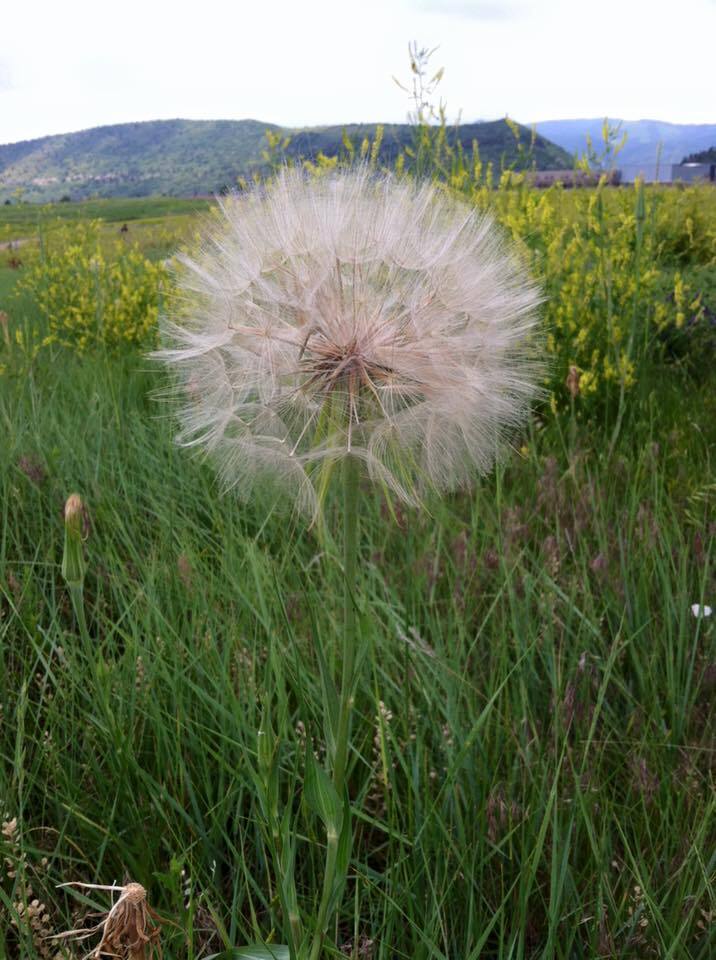 Make a Wish